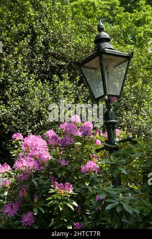 Kenwood House, Hampstead Lane, Highgate, Camden, Londres, 2008. Vue générale des rhododendrons à côté d'un lampadaire dans le jardin de Kenwood House. Banque D'Images