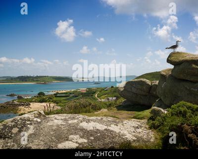 Îles de Scilly, 2009. Vue générale vue sud-est sur le New Grimsby Sound de Bryher vers Tresco et St Mary's, avec un goéland sur un rocher au premier plan. Banque D'Images