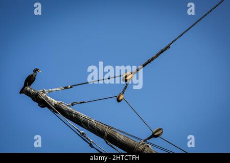 Grand cormorant perché sur le navire entracte contre le ciel bleu. Banque D'Images