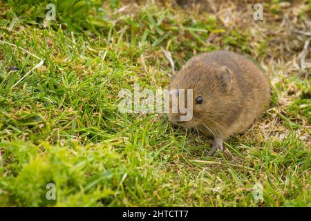 Orkney Vole, Orkney, Écosse Banque D'Images