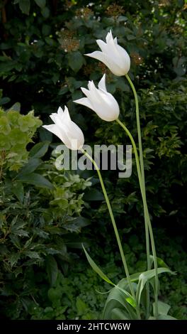 Tulipes, château de Walmer, Walmer, Douvres, Kent, 2011. Détail de tulipes blanches dans le jardin du château de Walmer. Banque D'Images