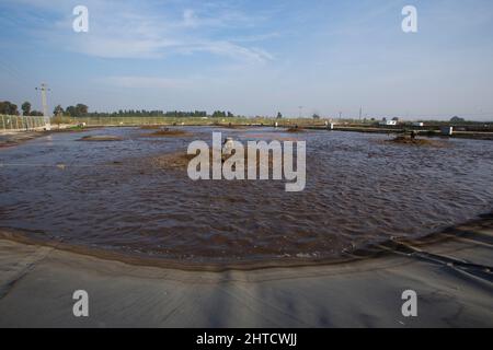 Bassins de sédimentation secondaires les boues sont éliminées pour le traitement des boues. Installation de traitement des eaux usées. L'eau traitée est ensuite utilisée pour l'irrigation Banque D'Images