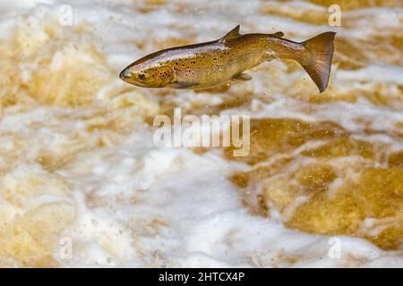 La truite brune saute pendant la course de saumon. Yorkshire, Royaume-Uni Banque D'Images