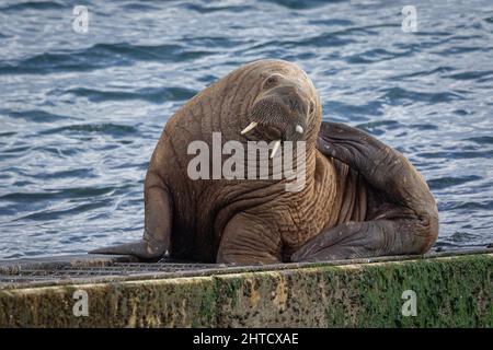 Morse sur la rampe. Tenby pays de Galles Banque D'Images