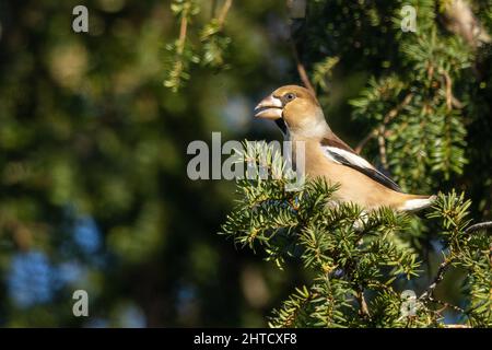 Femme Hawfinch, Hertfordshire, Angleterre Banque D'Images