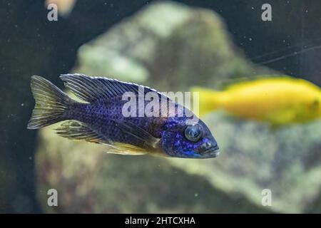 Un gros plan d'un Aulonocara bleu nageant dans un aquarium contre un poisson jaune et une pierre Banque D'Images