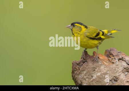 Siskin mâle. Écosse, Royaume-Uni Banque D'Images