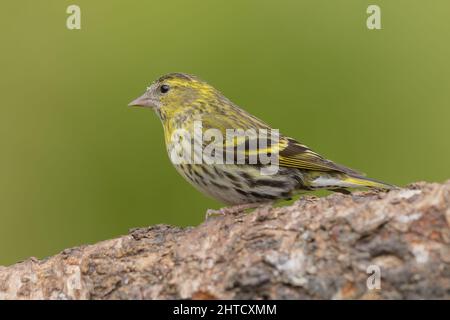 Siskin femelle. Écosse, Royaume-Uni Banque D'Images