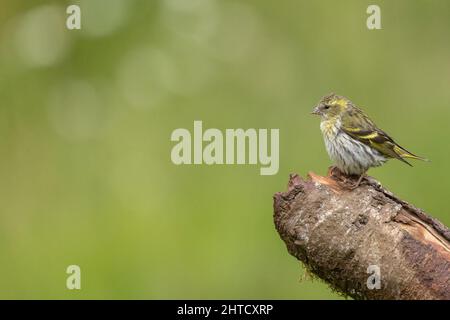 Siskin femelle. Écosse, Royaume-Uni Banque D'Images