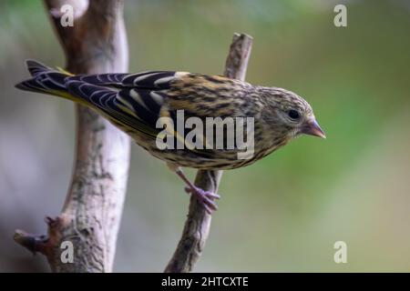 Siskin femelle. Écosse, Royaume-Uni Banque D'Images