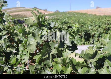 Un paysage pittoresque de vignobles à Paso Robles, Californie Banque D'Images