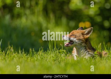 Le renard roux se détend dans la campagne britannique. Essex, Royaume-Uni Banque D'Images