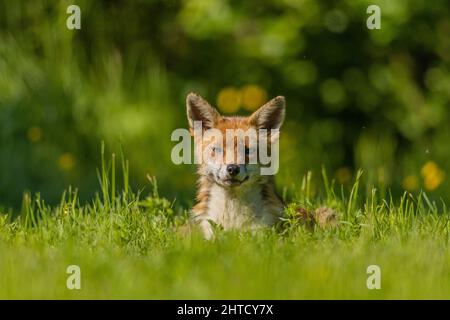 Le renard roux se détend dans la campagne britannique. Essex, Royaume-Uni Banque D'Images