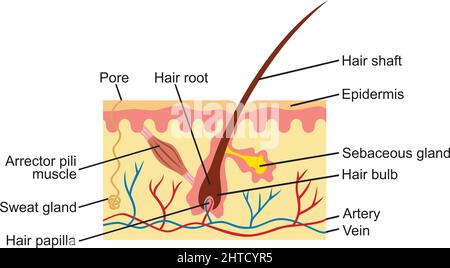 Illustration de l'anatomie des cheveux et de la peau humaine Illustration de Vecteur