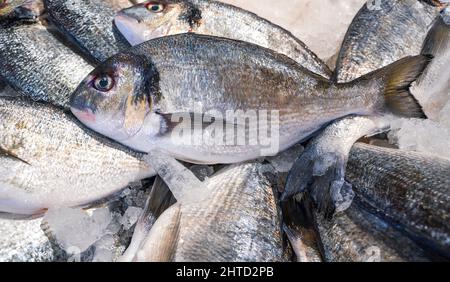 Dorado royale, bream, au marché aux poissons. Vue sur le poisson frais. Banque D'Images