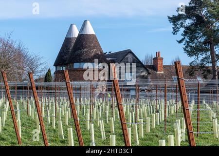 The Oast House à Hartley Wine Estate dans le Hampshire, Angleterre, Royaume-Uni, avec des rangées de vignes nouvellement plantées Banque D'Images