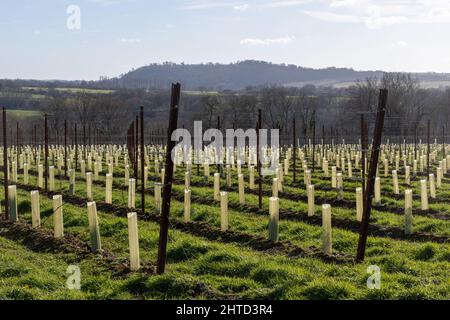 Hartley Wine Estate dans le Hampshire, Angleterre, Royaume-Uni, avec des rangées de vignes nouvellement plantées Banque D'Images