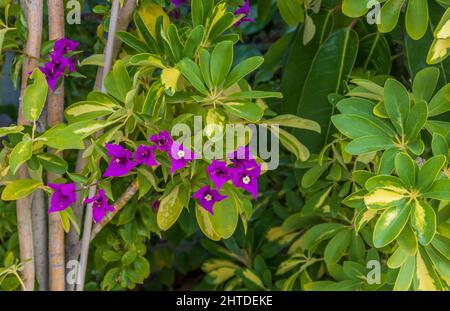 Bougainvillea spectabilis, Grand bougainvillea en Fleur Banque D'Images