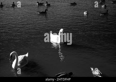 Photo en niveaux de gris de canards et de cygnes flottant dans l'étang Banque D'Images