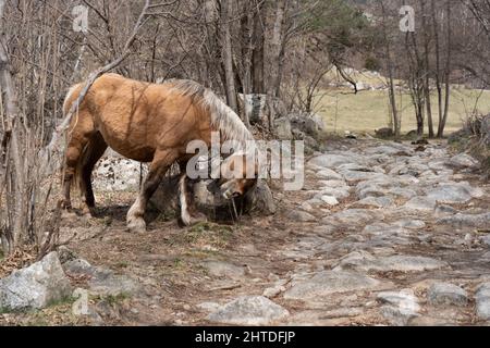 Un cheval belge se frottant la tête contre un gros rocher sur le côté d'un chemin de rocher dans une forêt sans feuilles Banque D'Images