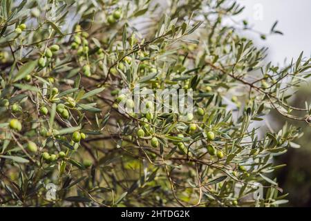 Douille d'olives. Fruits d'olives sur la brousse. Olives vertes Banque D'Images