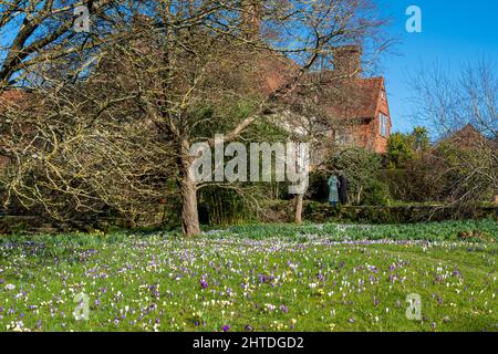 Crocuses à Great Dixter Gardens, East Sussex, Royaume-Uni Banque D'Images