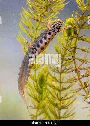 Un neux commun (Lissotriton vulgaris) mâle amphibie aquatique nageant dans l'habitat d'eau douce de l'étang. Faune sous-marine scène de l'animal en nature de EUR Banque D'Images