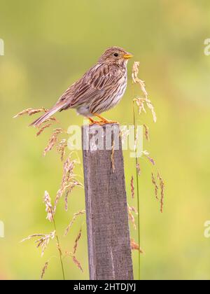 Banderole de maïs (Emberiza calandra) perchée sur le Pole sur fond lumineux. Cet oiseau est commun dans les paysages agricoles du sud de l'Europe. Bulgarie. Wi Banque D'Images