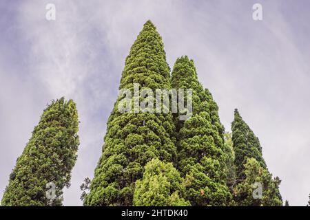 Cyprès méditerranéen avec des graines de cônes ronds bruns contre le ciel. Cupressus sempervirens, cyprès italien ou pin crayon Banque D'Images