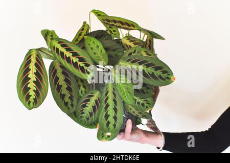 Une main femelle tenant une plante de prière (Red Maranta Calathea) dans son pot contre un fond de couleur pâle Banque D'Images