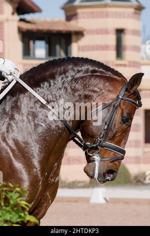 Portrait facial d'un cheval espagnol bey avant de concourir en dressage Banque D'Images