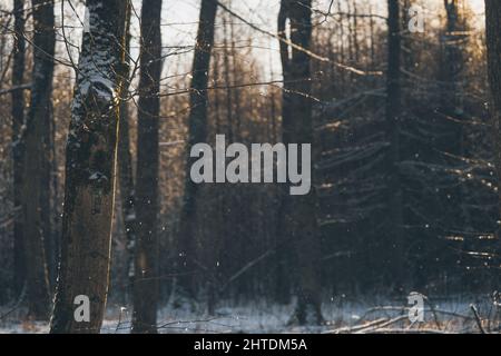 Forêt en hiver par jour ensoleillé Banque D'Images
