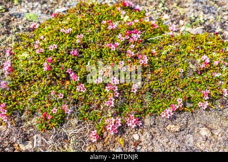 Les plantes sauvages vertes rose jaune et rouge mousse et fleurs sur le sol le lac Vavatn dans Hemsedal Norvège patron et texture. Banque D'Images