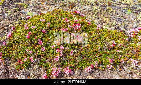 Les plantes sauvages vertes rose jaune et rouge mousse et fleurs sur le sol le lac Vavatn dans Hemsedal Norvège patron et texture. Banque D'Images