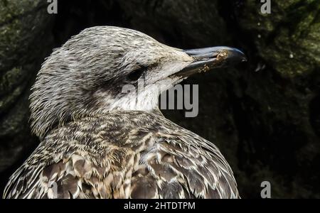 Gros plan photo d'un poussin de mouette perdu parmi les rochers dans une zone sombre Banque D'Images