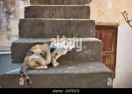 Gros plan sur un chat errant dans les rues de Symi en Grèce Banque D'Images