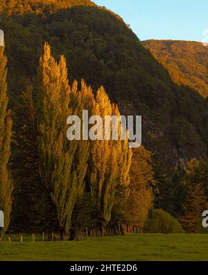 Photo verticale des pins et des montagnes de la forêt Banque D'Images