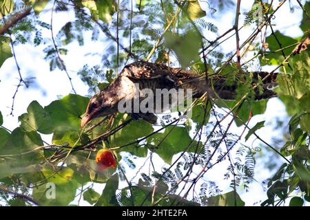 Jessore, Bangladesh - le 10 octobre 2014 : les coucou mâles mangent des fruits sauvages d'un arbre à Jessore. Banque D'Images