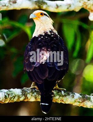 Gros plan d'un Caracara à crête (plancus de Caracara) perché à l'intérieur du parc national du Corcovado, Costa Rica. Banque D'Images