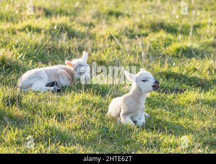 Paire d'agneaux nouveau-nés, allongés au soleil, blanchissant. Élevage de moutons au Royaume-Uni pendant la saison d'agneaux au printemps. Banque D'Images