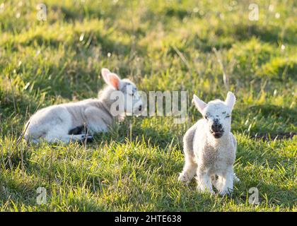 Paire d'agneaux nouveau-nés, allongés au soleil, blanchissant. Élevage de moutons au Royaume-Uni pendant la saison d'agneaux au printemps. Banque D'Images