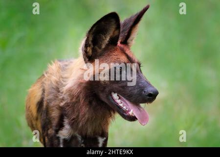 Chien sauvage africain, assis dans l'herbe verte, Mana pools, Zimbabwe, Afrique. Animal dangereux repéré avec de grandes oreilles. Chien de chasse peint sur SAF africain Banque D'Images