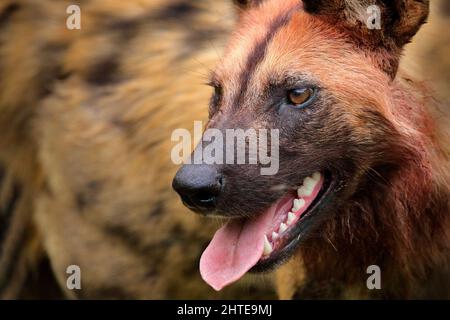 Chien sauvage africain, assis dans l'herbe verte, Mana pools, Zimbabwe, Afrique. Animal dangereux repéré avec de grandes oreilles. Chien de chasse peint sur SAF africain Banque D'Images