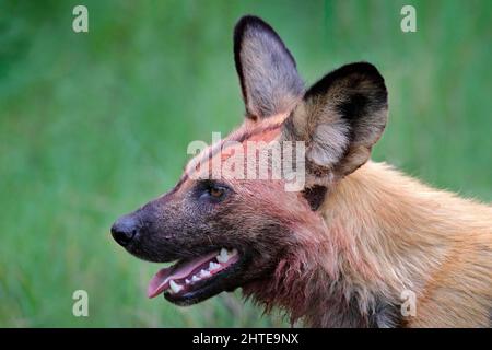 Chien sauvage africain, assis dans l'herbe verte, Mana pools, Zimbabwe, Afrique. Animal dangereux repéré avec de grandes oreilles. Chien de chasse peint sur SAF africain Banque D'Images