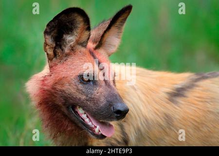 Chien sauvage africain, assis dans l'herbe verte, Mana pools, Zimbabwe, Afrique. Animal dangereux repéré avec de grandes oreilles. Chien de chasse peint sur SAF africain Banque D'Images