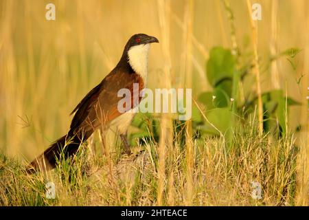 Coucal à queue copéry, Centropus cupreicaudus, espèce de couckoo de la famille des Cuculidae, assis dans l'herbe en nature sauvage. Coucal de gros oiseaux dans le Banque D'Images