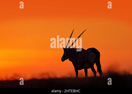 Oryx au coucher du soleil sur une dune de sable orange. Gemsbock Grand antilope dans un habitat naturel, Sossusvlei, Namibie. Désert sauvage. Gazella magnifique gemsb emblématique Banque D'Images