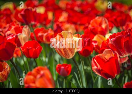 Une abondance de tulipes rouges sous le soleil de printemps Banque D'Images