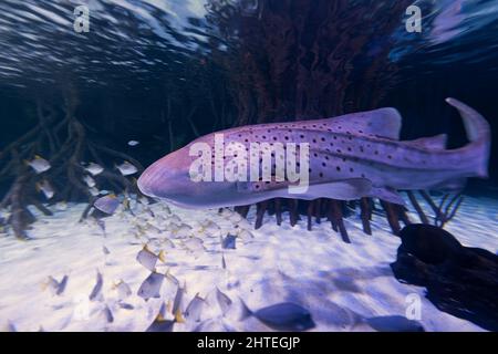 Vue rapprochée d'un requin zèbre (Stegostoma tigrinum) Banque D'Images