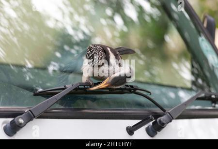 Hornbill à bec jaune du Sud, Tockus leucomelas, recherche d'insectes sous les lave-glaces d'un véhicule dans le parc national de Krger, en Afrique du Sud Banque D'Images